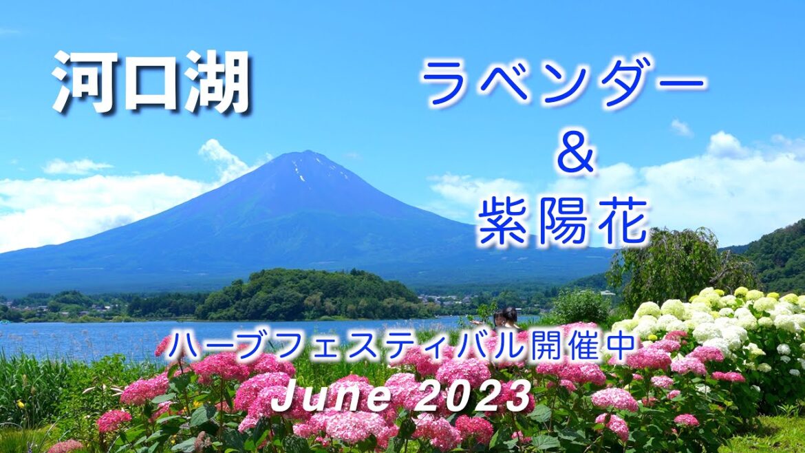 2023 河口湖のラベンダーと紫陽花 / ハーブフェスティバル開催中　[4K]  Lavender and hydrangea in Lake Kawaguchiko